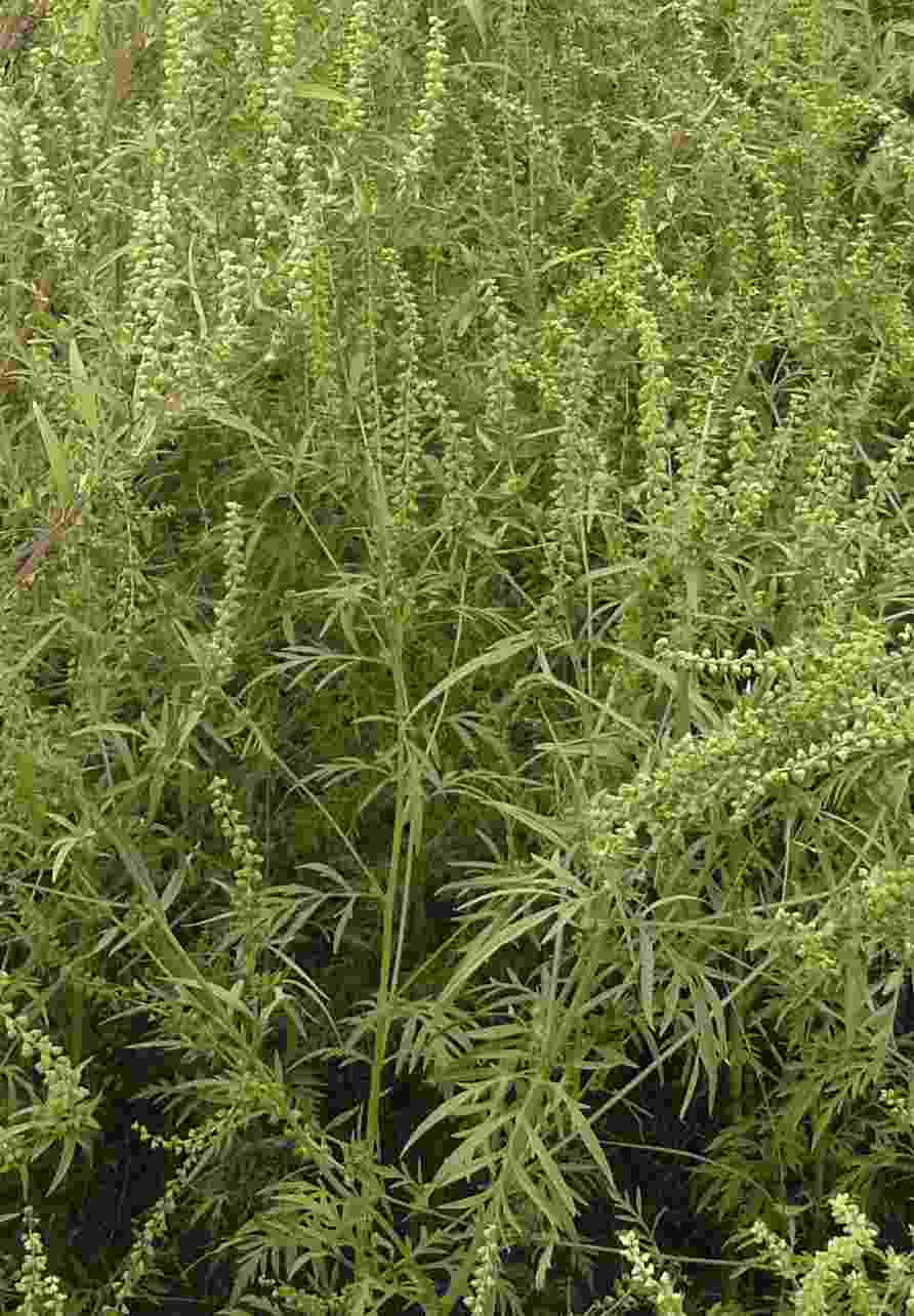 Ambrosia artemisiifolia? Ambrosia sp.